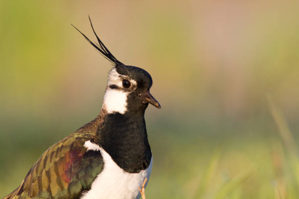 ave zancuda - avefría vanellus vanellus primavera en polonia europa - lapwing fotografías e imágenes de stock