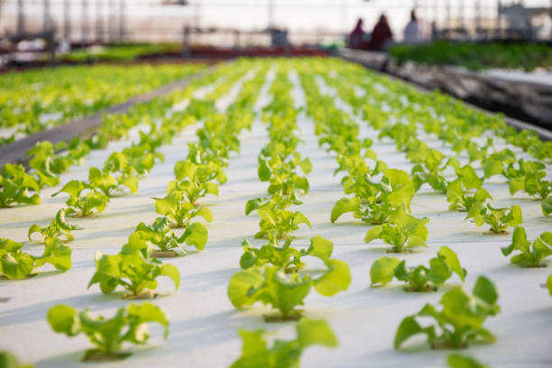 수경법, 유기농 수경 채소밭, 지속 가능한 농업 - field vertical agriculture crop 뉴스 사진 이미지