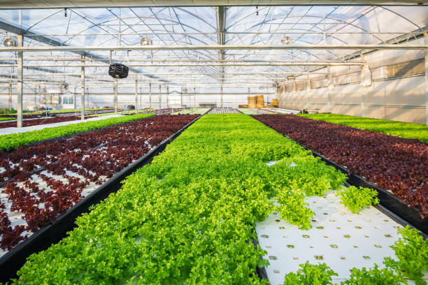 istock Hydroponics, organic hydroponic vegetable garden, sustainable farming 1473467542