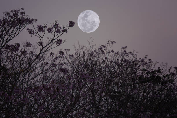 istock Full moon on the sky with flowers tree branch. 1473467688