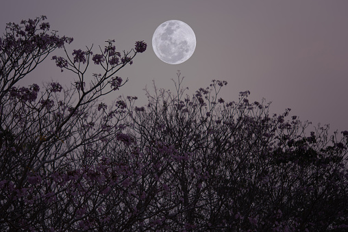 Full moon on the sky with flowers tree branch.