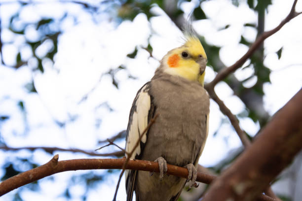 istock Cute little colorful bird perched 1473467703