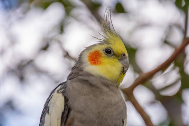 istock Cute little colorful bird perched 1473467704