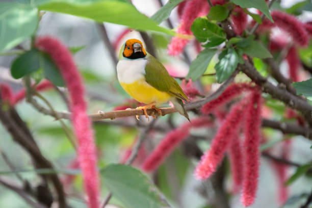 istock Cute little colorful bird perched 1473468486