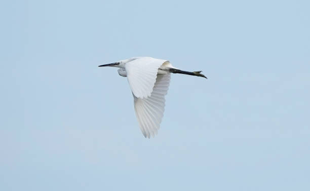 istock A low angle view of a little egret in flight. 1473468855
