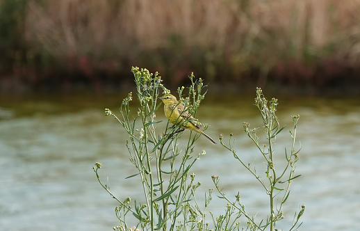 A yellow wagtail perching by the waters edge in a nature reserve.