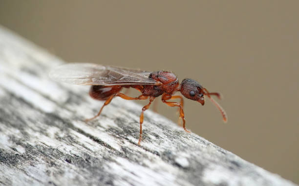 istock A selective focus closeup image of a flying red ant, formica rufa, on a wooden surface. 1473468920