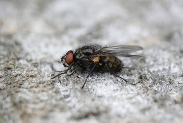 istock A selective focus closeup of a fly on a wooden surface. 1473468953