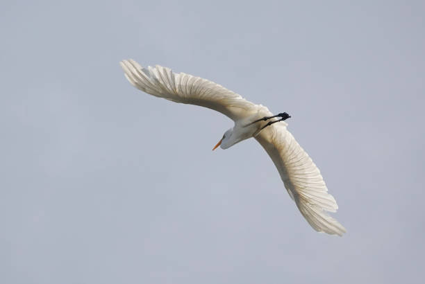 istock A low angle view of a great white egret flying overhead in a blue sky. 1473469058