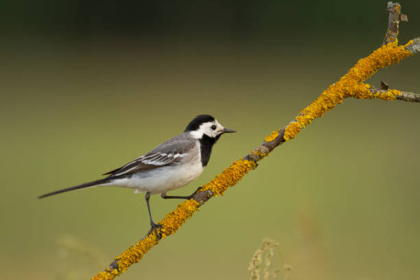istock Bird white wagtail Motacilla alba small bird with long tail on blurred background, Poland Europe 1473469073