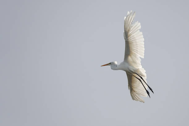 istock A low angle view of a great white egret in flight across a clear blue sky. 1473469076