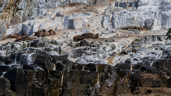 Seals on The Friars rocks off Bruny Island, Tasmania, Australia