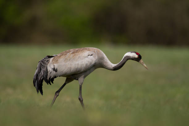 istock Bird - Common Crane Grus grus, walking on a meadow, spring time Poland Europe 1473470174