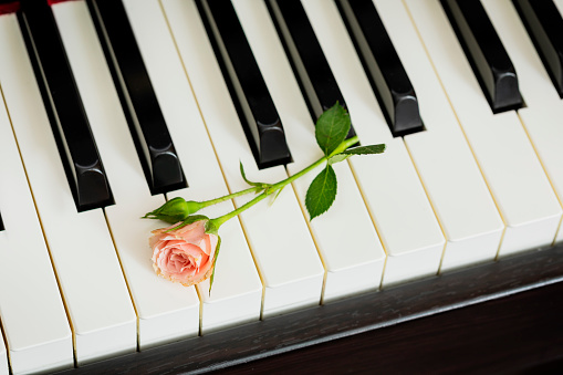 Romantic, holiday music composition with pink rose on piano keyboard. Piano lessons, music education, concert or hobby card. Dating or love concept. Mothers day, womans day, birthday or valentines day