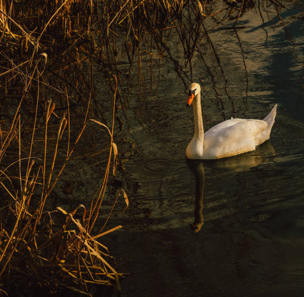 Couple of Swans  relaxing  in a lake at  the end of the day