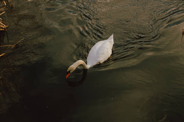 istock Couple of Swans 1473474480