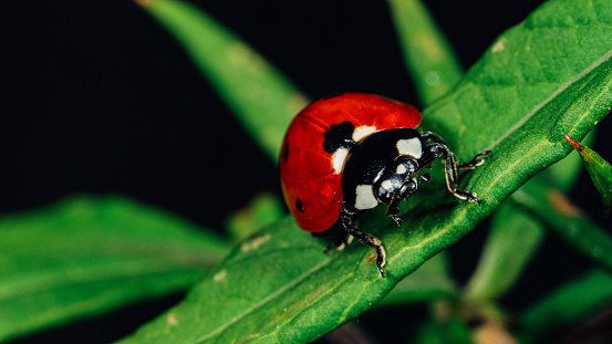 Macro photo of Ladybug in the green grass