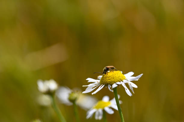 istock A red-necked beetle on a flower in nature 1473476384