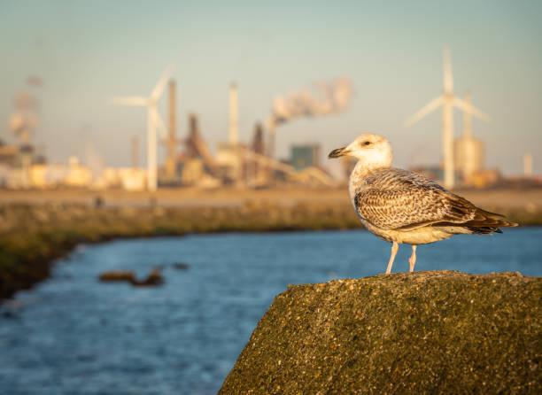 seagull on the background of heavy industry at ijmuiden, the netherlands. selective focus - ijmuiden imagens e fotografias de stock