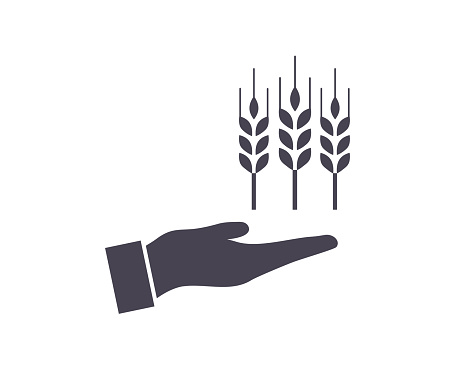 Farmers hand holding  ears of wheat icon. Check, analyze, plan and take care of the agricultural concept after planting. Cereal harvest, agriculture, organic, farming, healthy food symbol vector design and illustration.