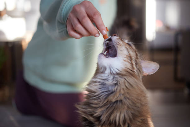 furry tabby cat eating a treat from a hand