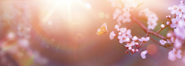 istock Spring Flowers and Fly Butterfly; Cherry Tree Blossoms On  With Defocused Sunlight Background- The Easter Nature 1473483227