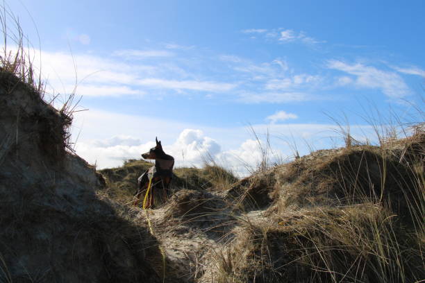 istock German Pinscher in the dunes 1473484256