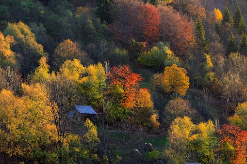 Autumn colors forest in Albanian Mountain