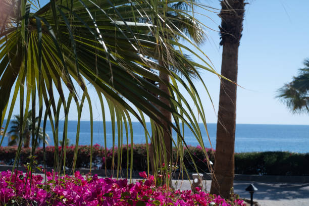 istock Palm trees against the blue sky on a tropical coast 1473484630