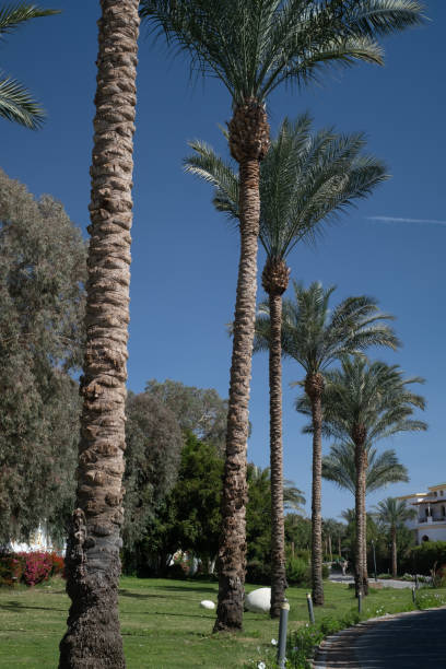 istock Palm trees against the blue sky on a tropical coast 1473484855