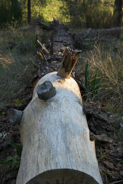 Photo of Dry sick pine trunk on the ground holed by termites in vertical