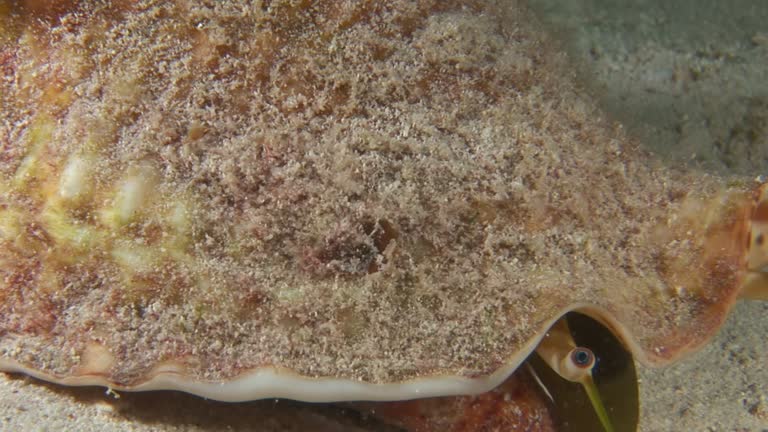 Giant Strombus in close-up underwater on sandy bottom at sea.