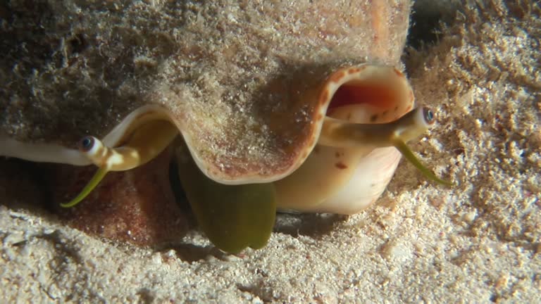 Giant Strombus in close-up underwater on sandy bottom.