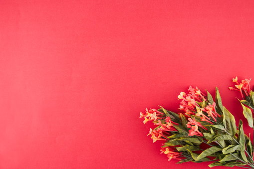 flower font for symbol exclamation mark, ampersand(and) (collection alphabet A-Z set), made from real Carnation flowers pink, red color with paper cut shape of letter. flora font for text, typography