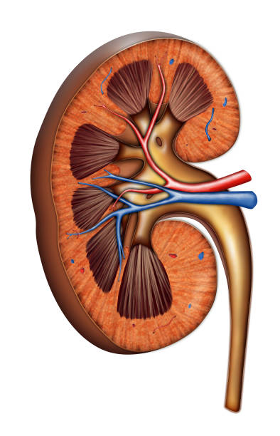 illustrations, cliparts, dessins animés et icônes de rein anatomie - renal vein