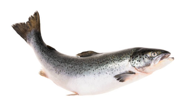 ryba �łososiowa izolowana na białym bez cienia ze ścieżką przycinającą - chinook salmon zdjęcia i obrazy z banku zdjęć