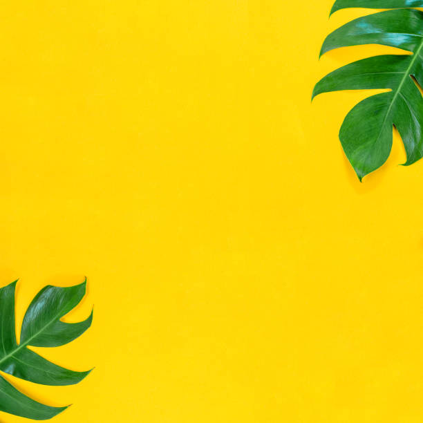 istock The Tropical palm leaf on yellow background with empty space for your text or message. 1473490898