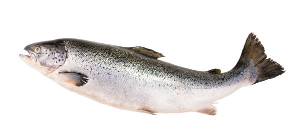 istock Salmon fish isolated on white without shadow with clipping path 1473490902