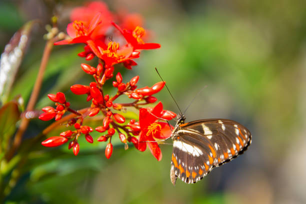 istock Pretty colorful butterfly foraging 1473490995