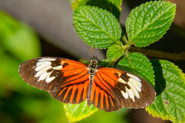 istock Pretty colorful butterfly foraging 1473491059