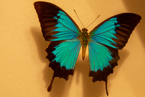 Pretty colorful butterfly  under the sun