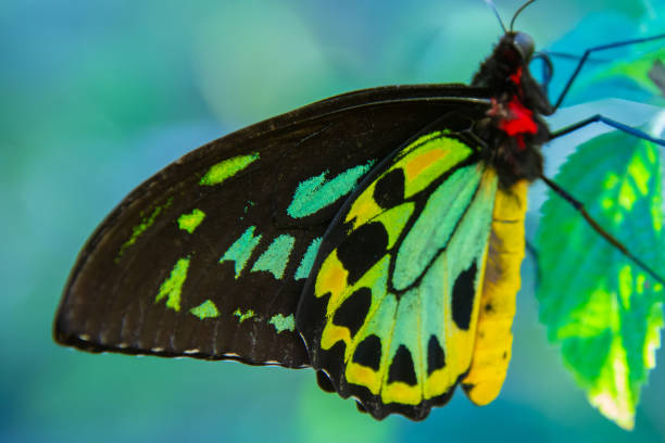 istock Pretty colorful butterfly foraging 1473493598
