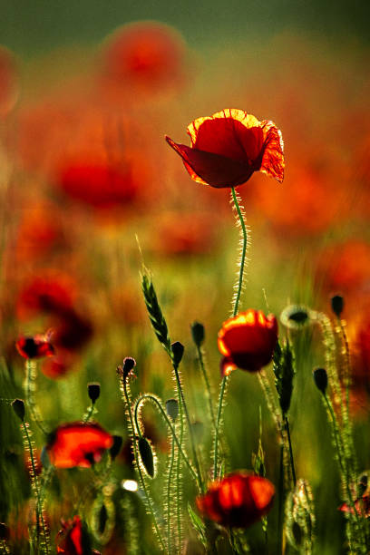 istock Poppy plant 1473495436