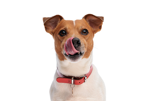 sweet little jack russell terrier dog sticking out tongue and licking nose while sitting on white background