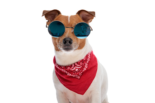 portrait of cool jack russell terrier dog wearing red bandana and sunglasses in front of white background in studio