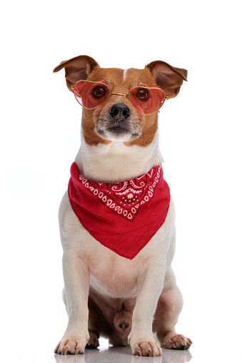 cute small jack russell terrier dog with sunglasses wearing red bandana and sitting on white background