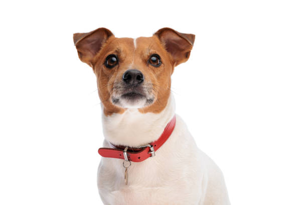 istock adorable jack russell terrier dog looking up and being curious 1473495663