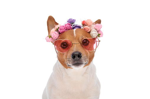 beautiful jack russell terrier dog wearing flowers headband and sunglasses and sitting on white background