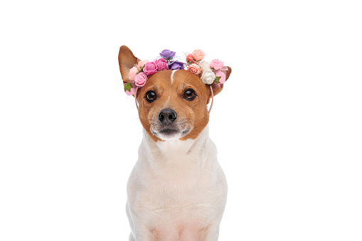 beautiful jack russell terrier puppy wearing flowers headband and enjoying spring in front of white background