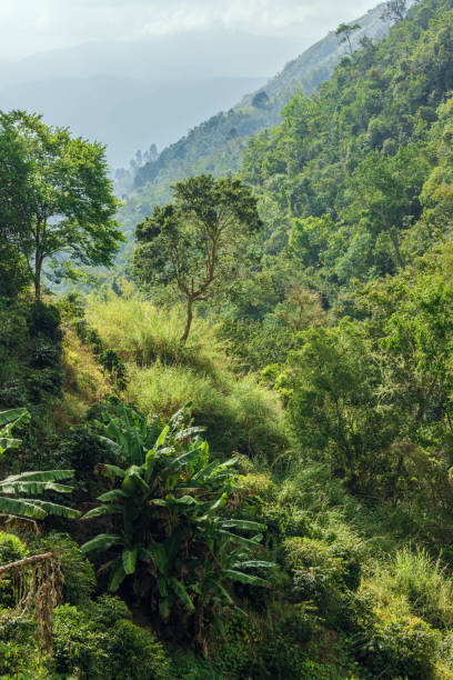 Blue Mountains in Jamaica